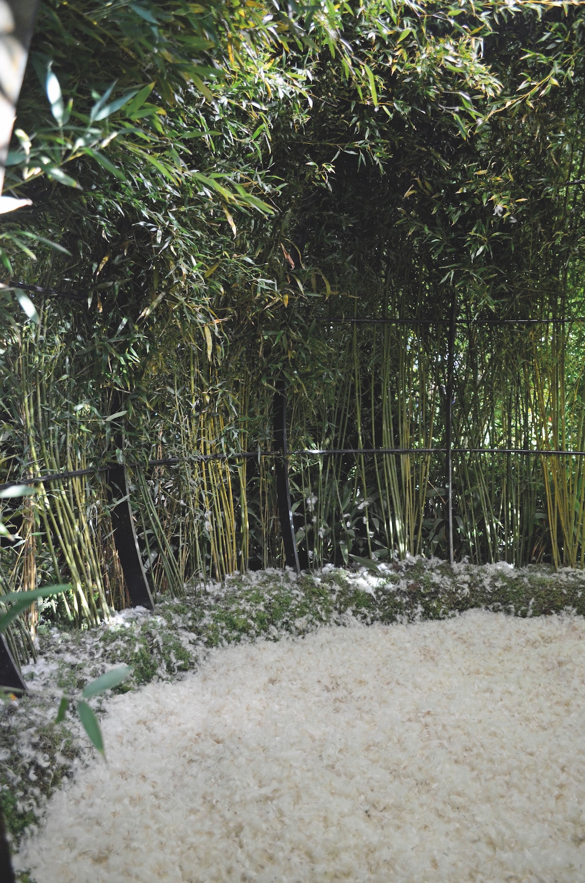 bambouseraie et plumes