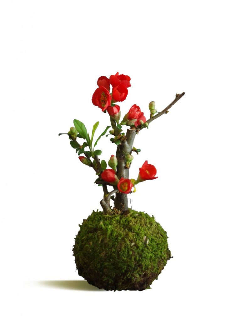  kokedama 