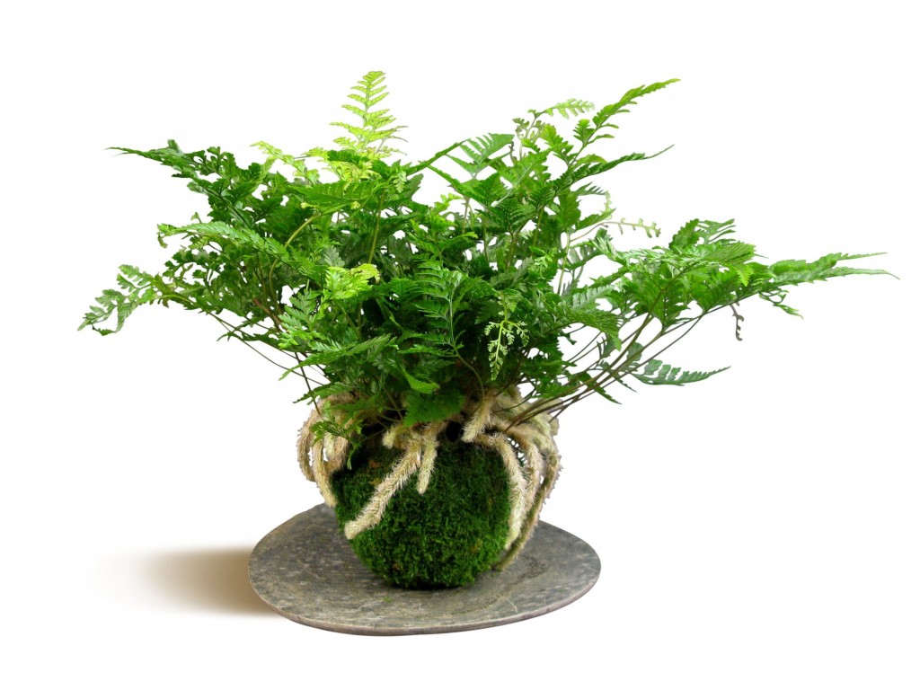  kokedama 