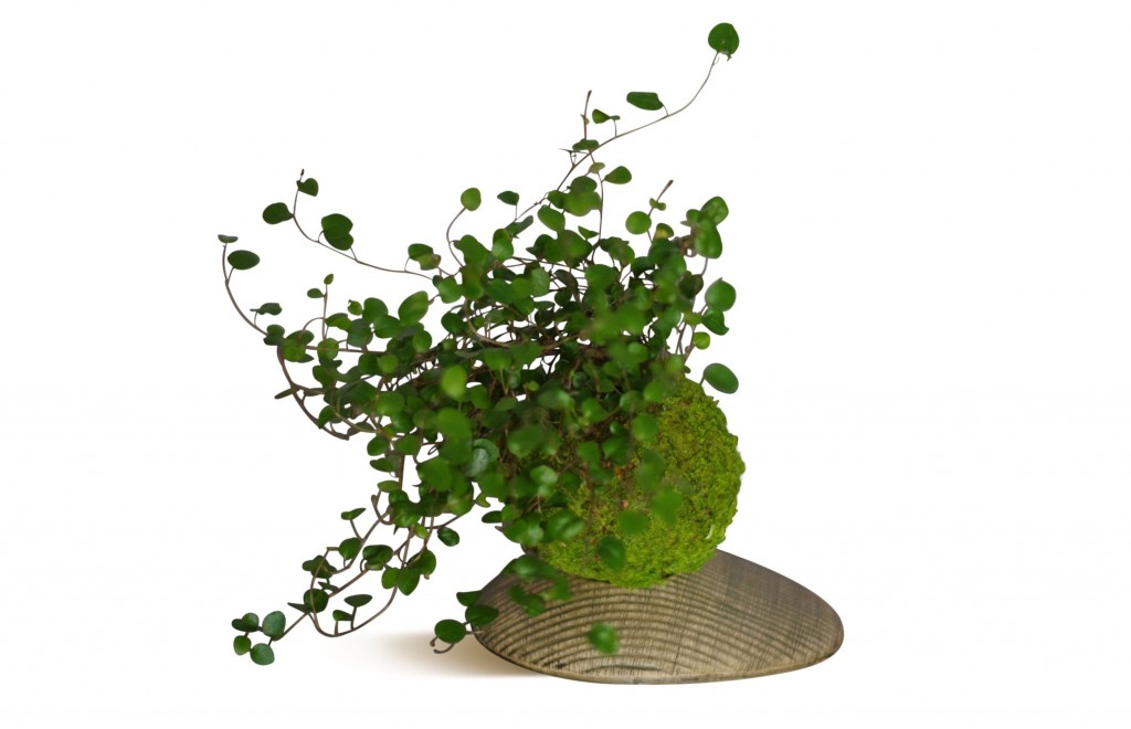  kokedama 