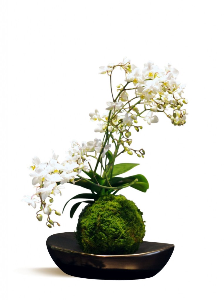  kokedama 