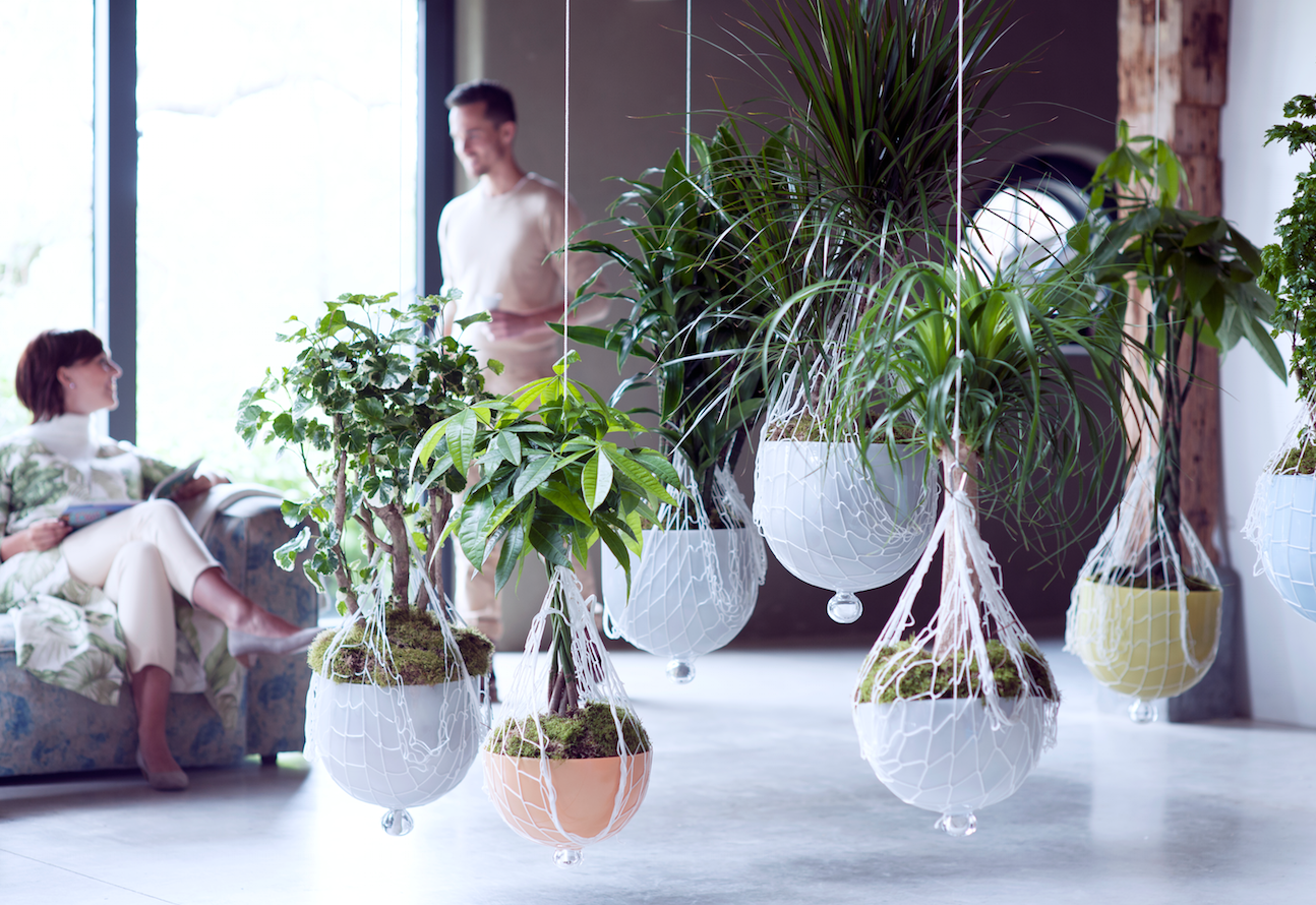 connectthestory plantes d'intérieur