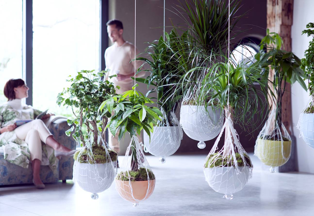 plantes totems plantes d'intérieur plantes totems plantes d'intérieur