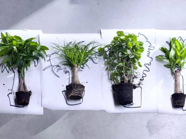 plantes totems plantes d'intérieur plantes totems plantes d'intérieur