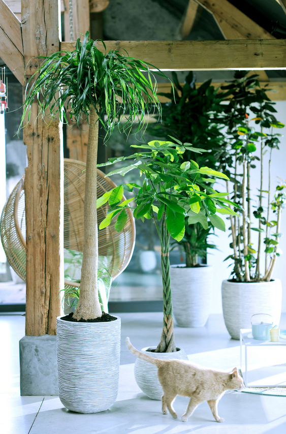 plantes totems plantes d'intérieur plantes totems plantes d'intérieur