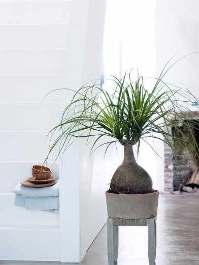 plantes totems - beaucarnea plantes totems - beaucarnea