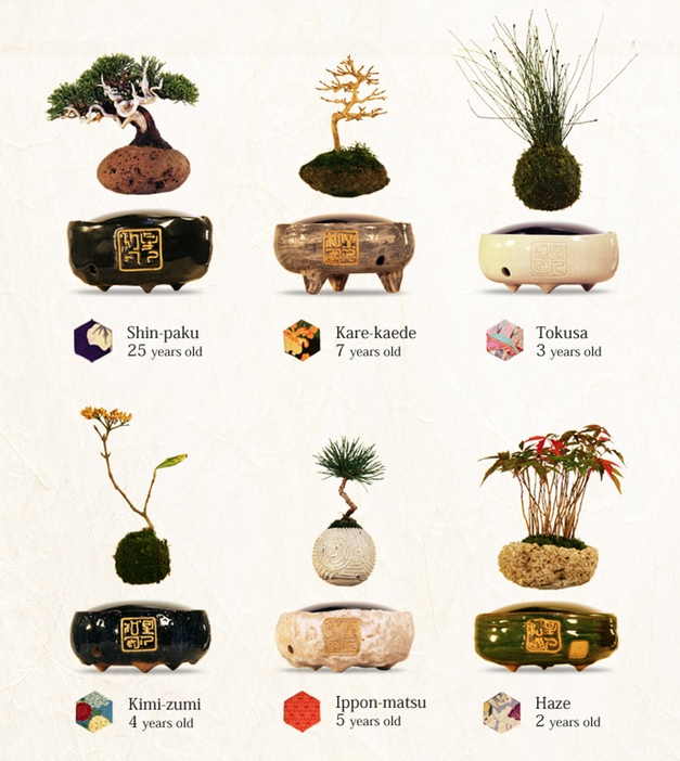 air bonsai modeles