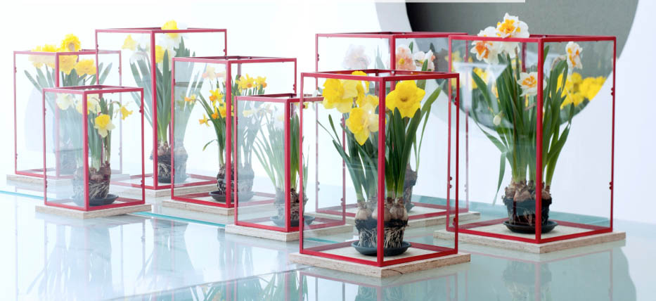 narcisses-photo-couverture ma plante mon bonheur