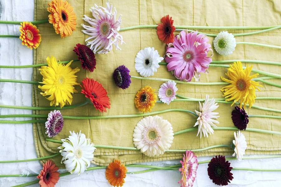 Gerbera pour le printemps