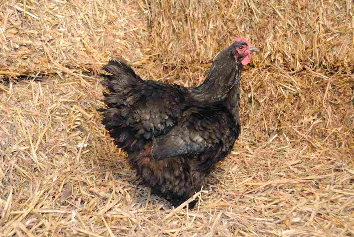 Poule Marans coucou de la ferme urbaine Farmili