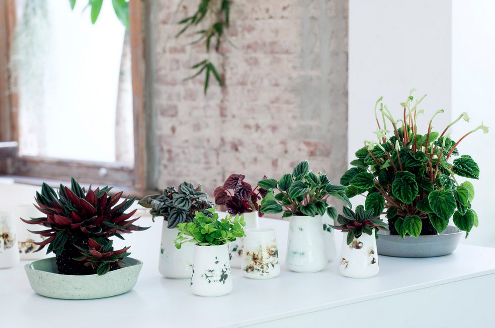 Composition de peperomia design