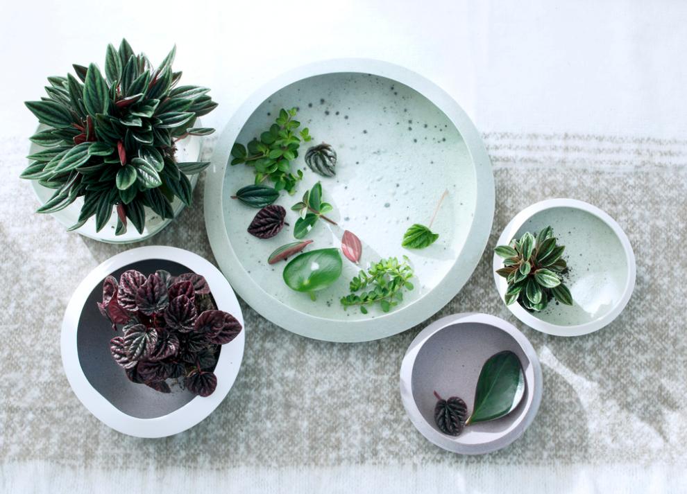 Composition de peperomia design