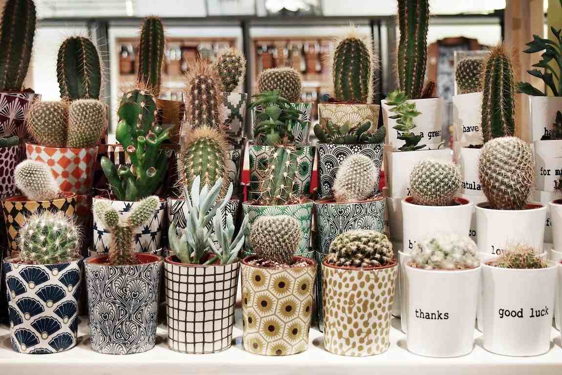 Bar à plantes chez Bobart'