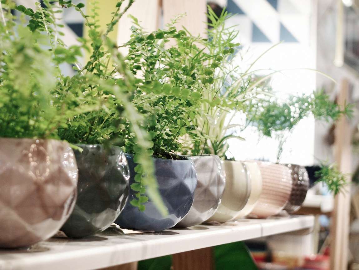 Bar à plantes chez Bobart'