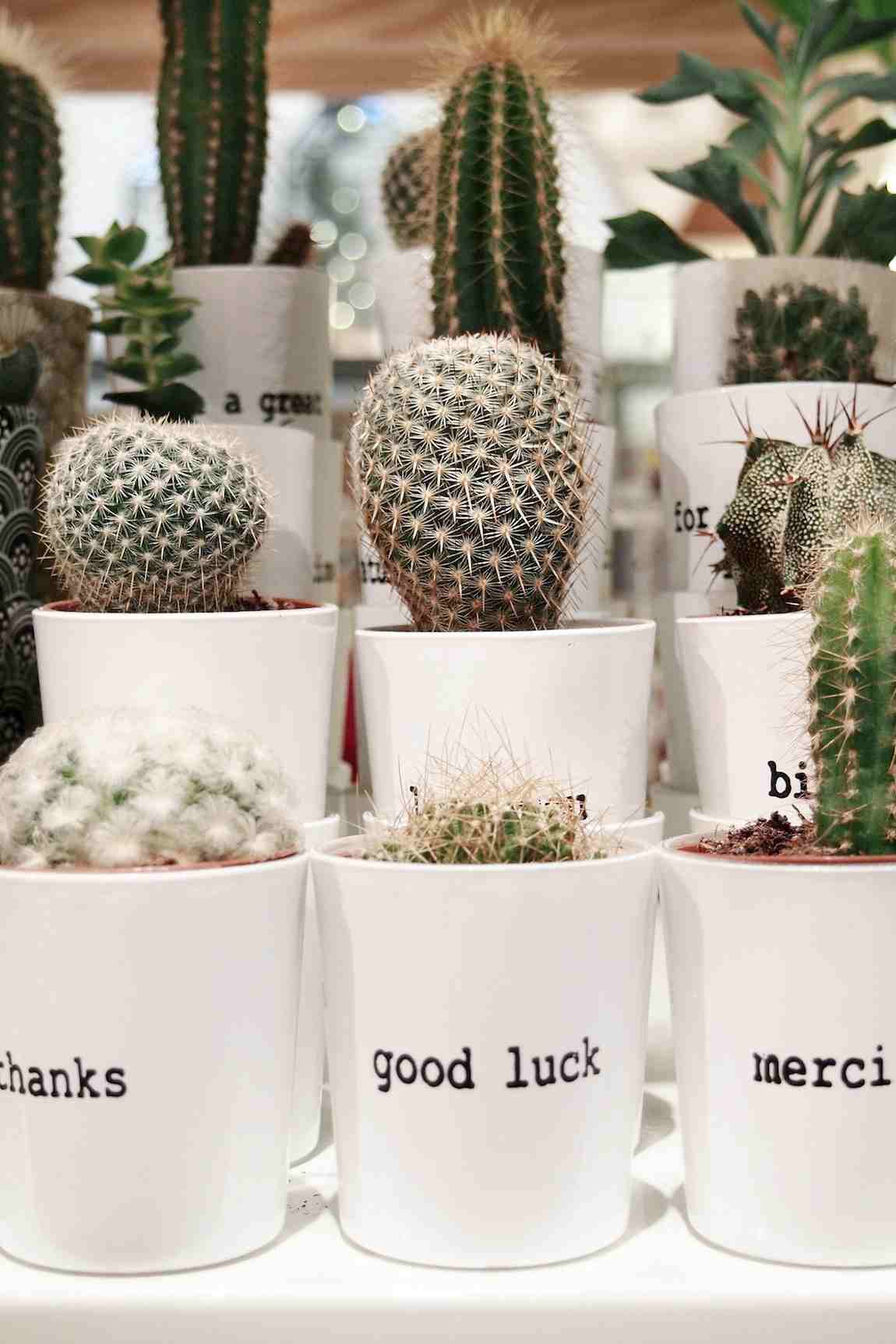 Bar à plantes chez Bobart'