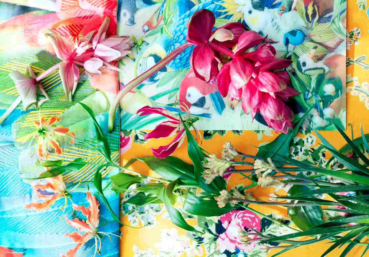 Gloriosa plantes exotiques du mois de mai Gloriosa plantes exotiques du mois de mai