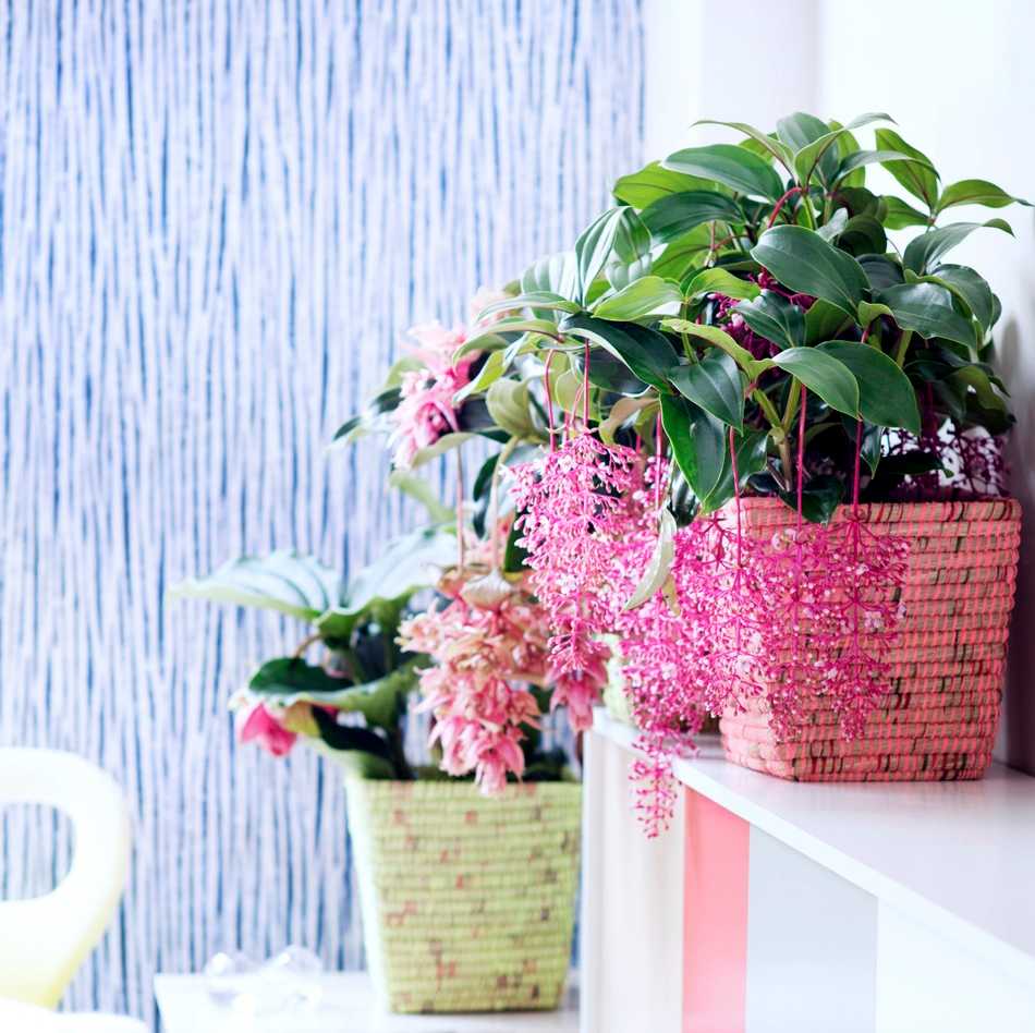 Medinilla plantes exotiques du mois de mai Medinilla plantes exotiques du mois de mai