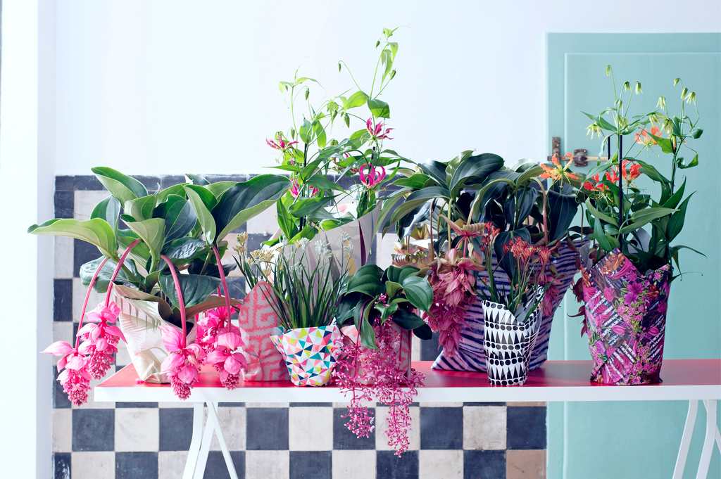 Plantes exotiques du mois de mai Plantes exotiques du mois de mai