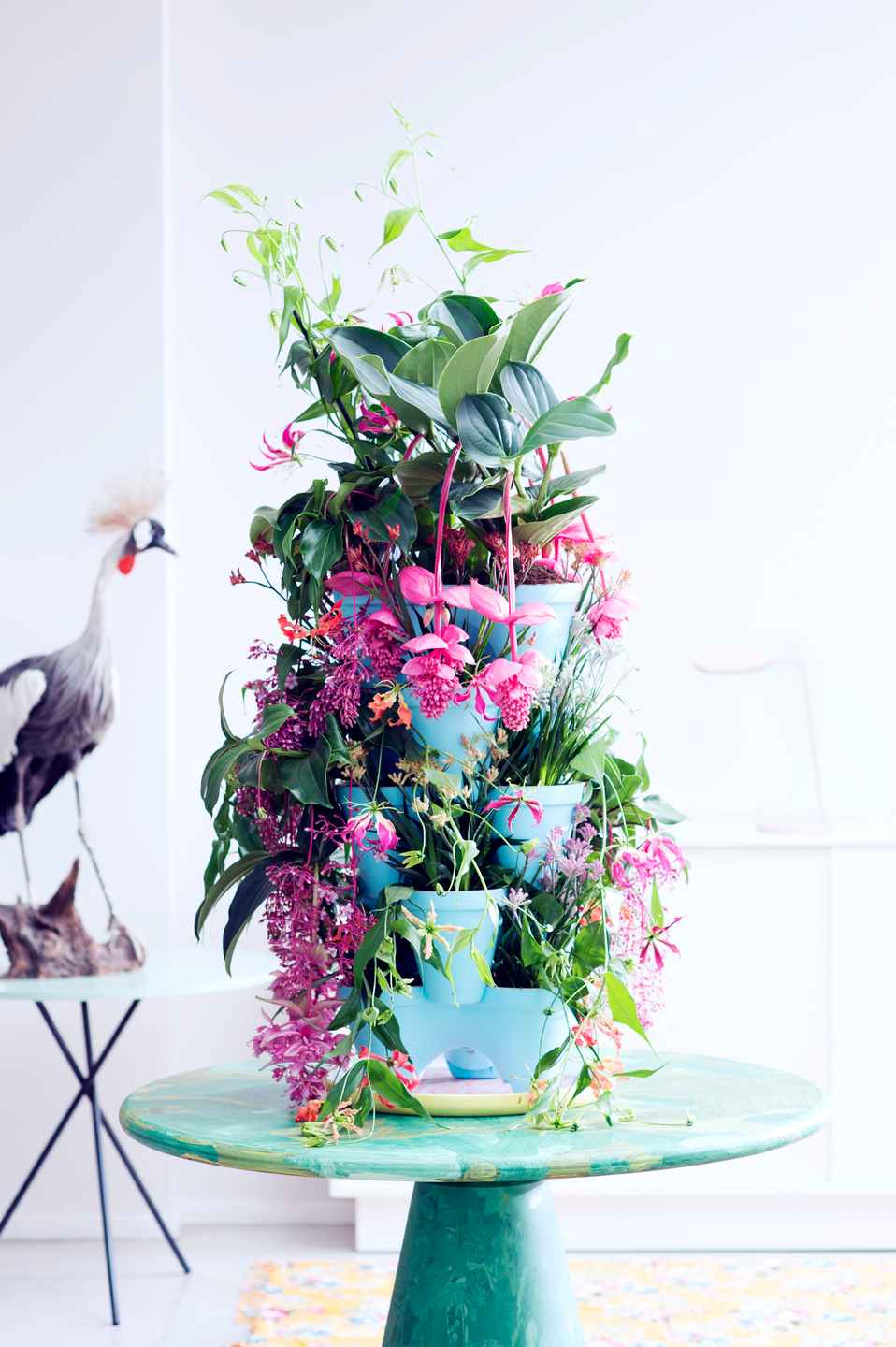 Plantes exotiques du mois de mai Plantes exotiques du mois de mai