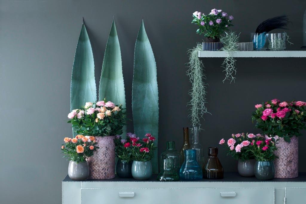 Rosiers en pots, l'Office Hollandais des Fleurs