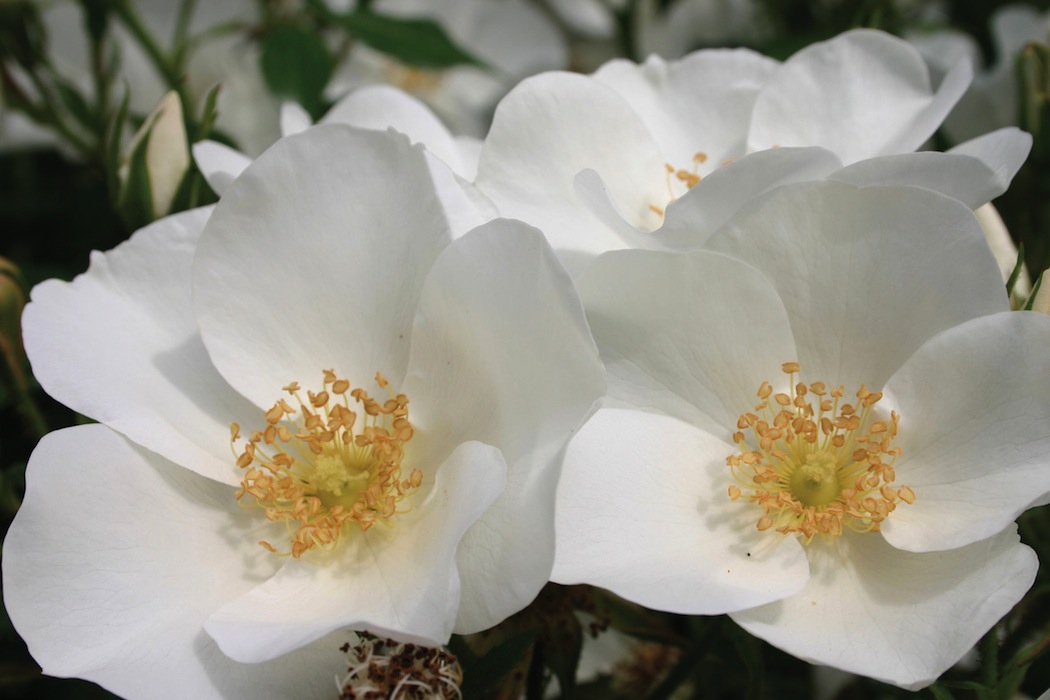 EXCELLENCE VEGETALE - Rosier Escimo Label Rouge 