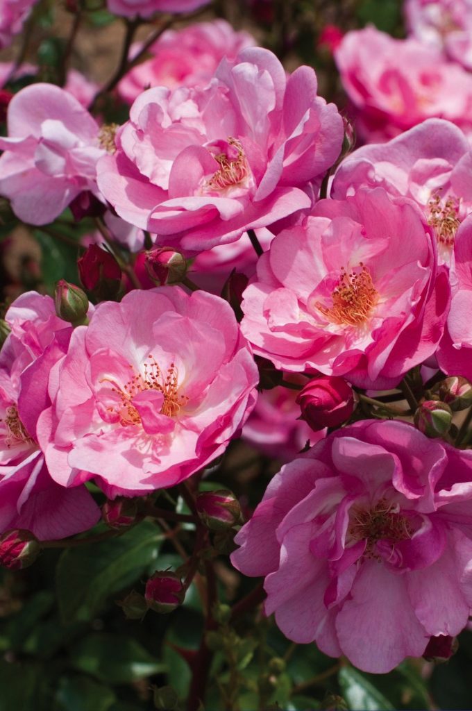 EXCELLENCE VEGETALE - Rosier Louis Blériot Label Rouge