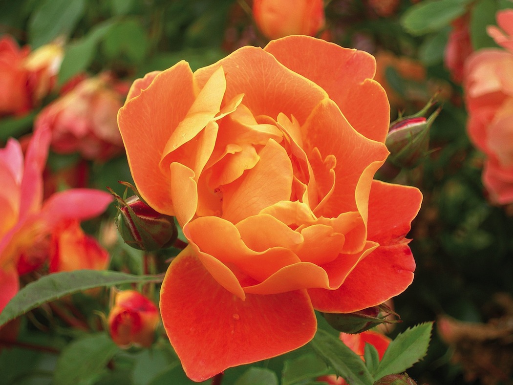 Excellence Végétale - Rosier Renée Descartes Label Rouge 