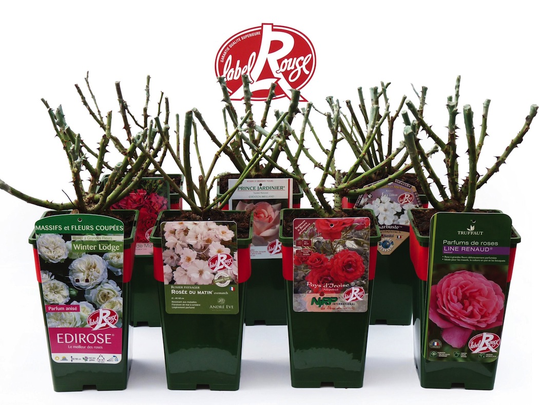EXCELLENCE VEGETALE - Rosiers Label Rouge