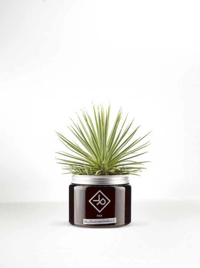 Pour la fête des pères : L'Agave en pot 