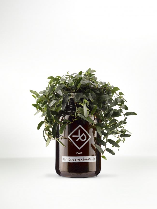 Pour la fête des pères : Le ficus Anouk
