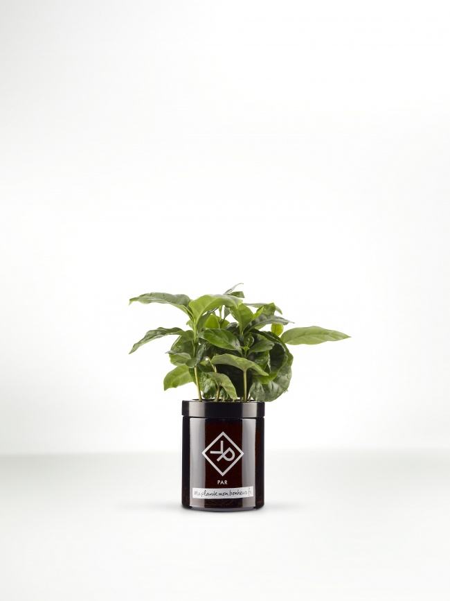 Pour la fête des pères : Le coffea Arabica en pot