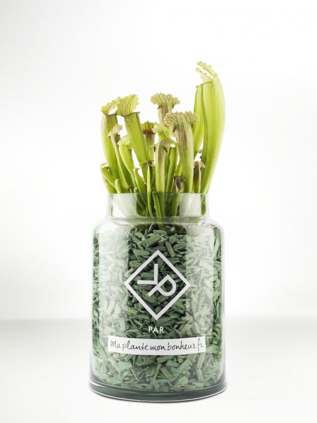 Pour la fête des pères : Le Sarracenia en pot 