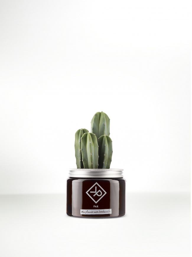 Pour la fête des pères : Le Myrtillocactus en pot 