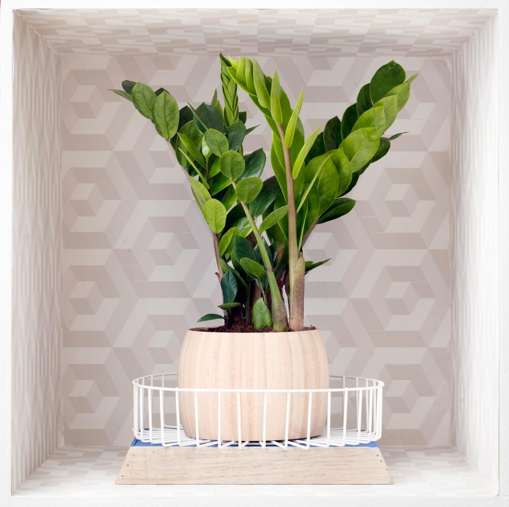 Zamioculcas en pot