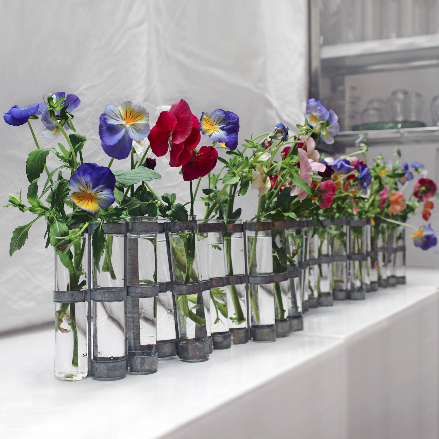 vase d'Avril, long pensée 