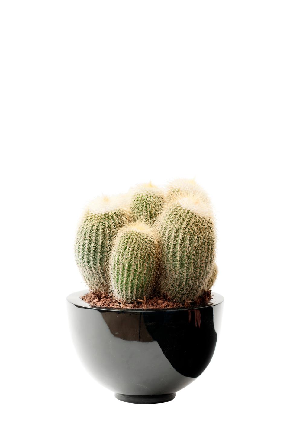 plante-du-mois-le-cactus