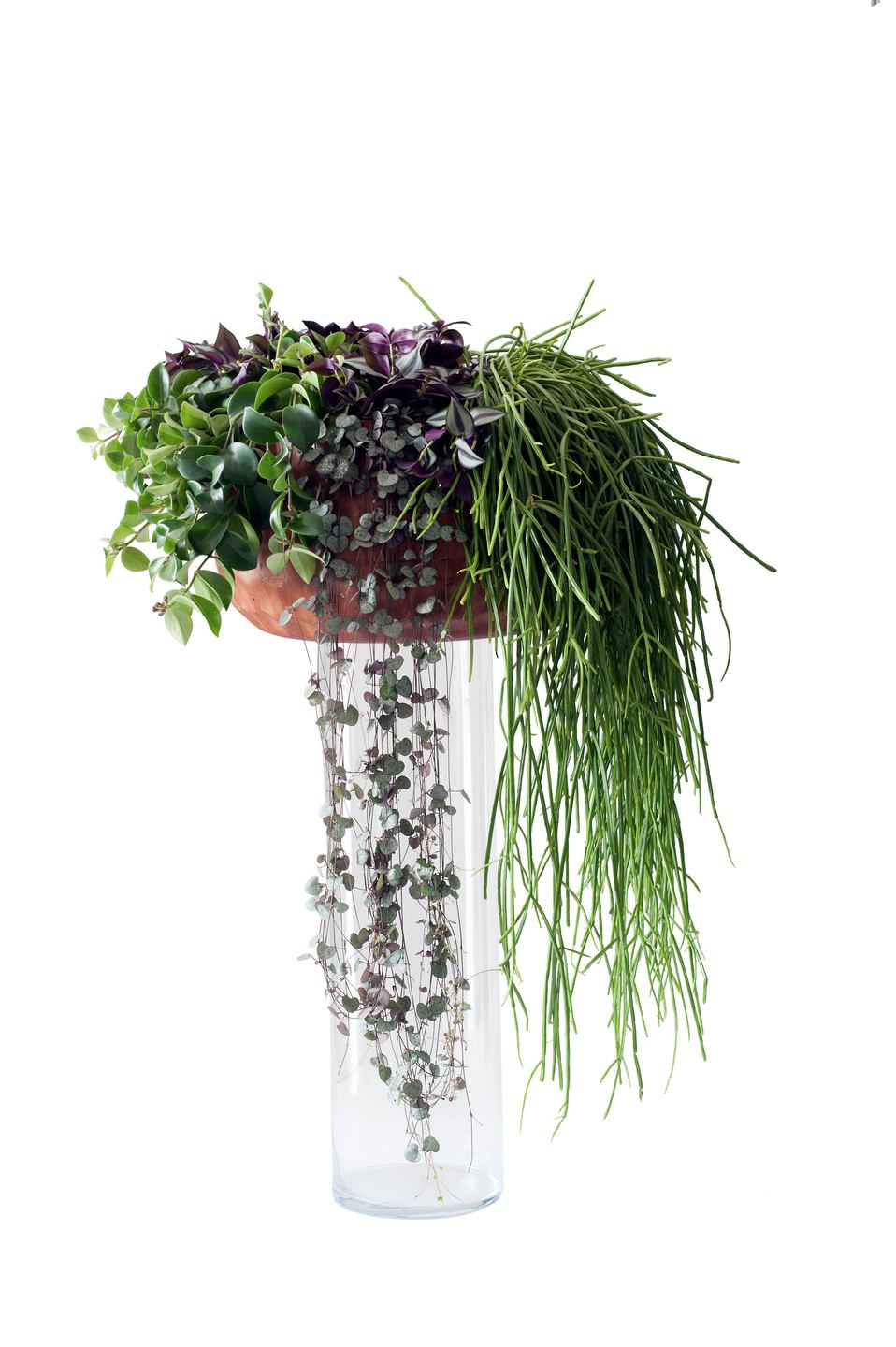 Plante retombante OHDF