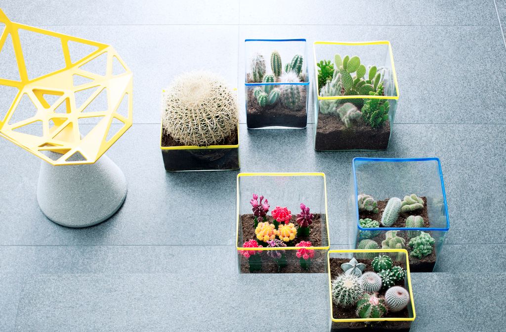 Les cactus, plante du mois d'aout pour l'été