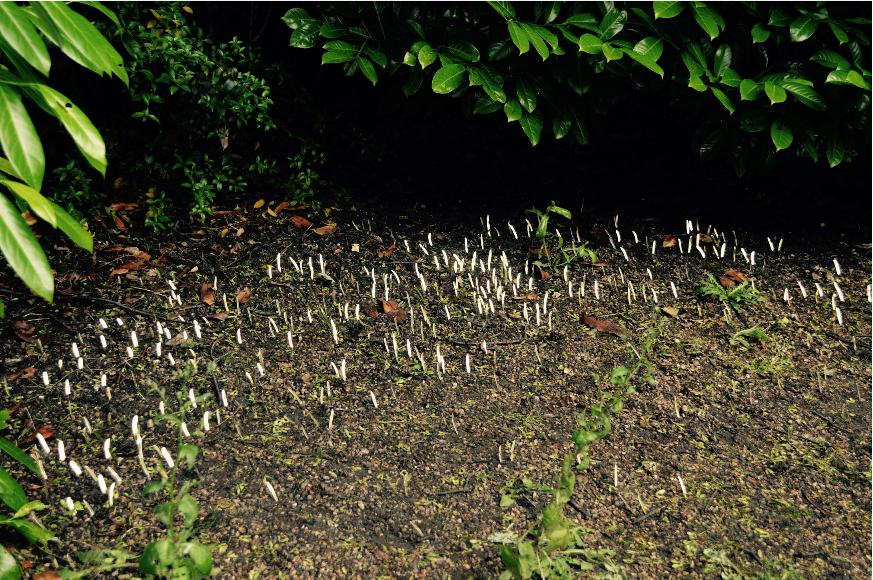 Mon seul désir, Stéphanie Saadé - Sèvres Outdoors