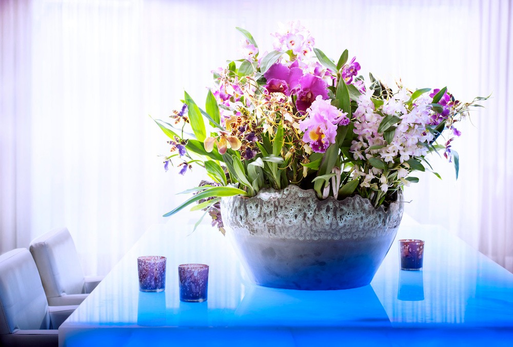 Orchidées d'exception, plante du mois novembre Orchidées d'exception, plante du mois de novembre