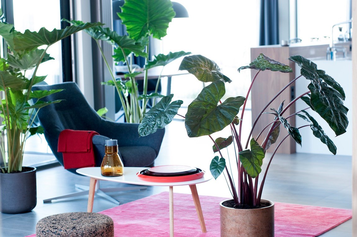 Plante architecture tendances végétales 2017