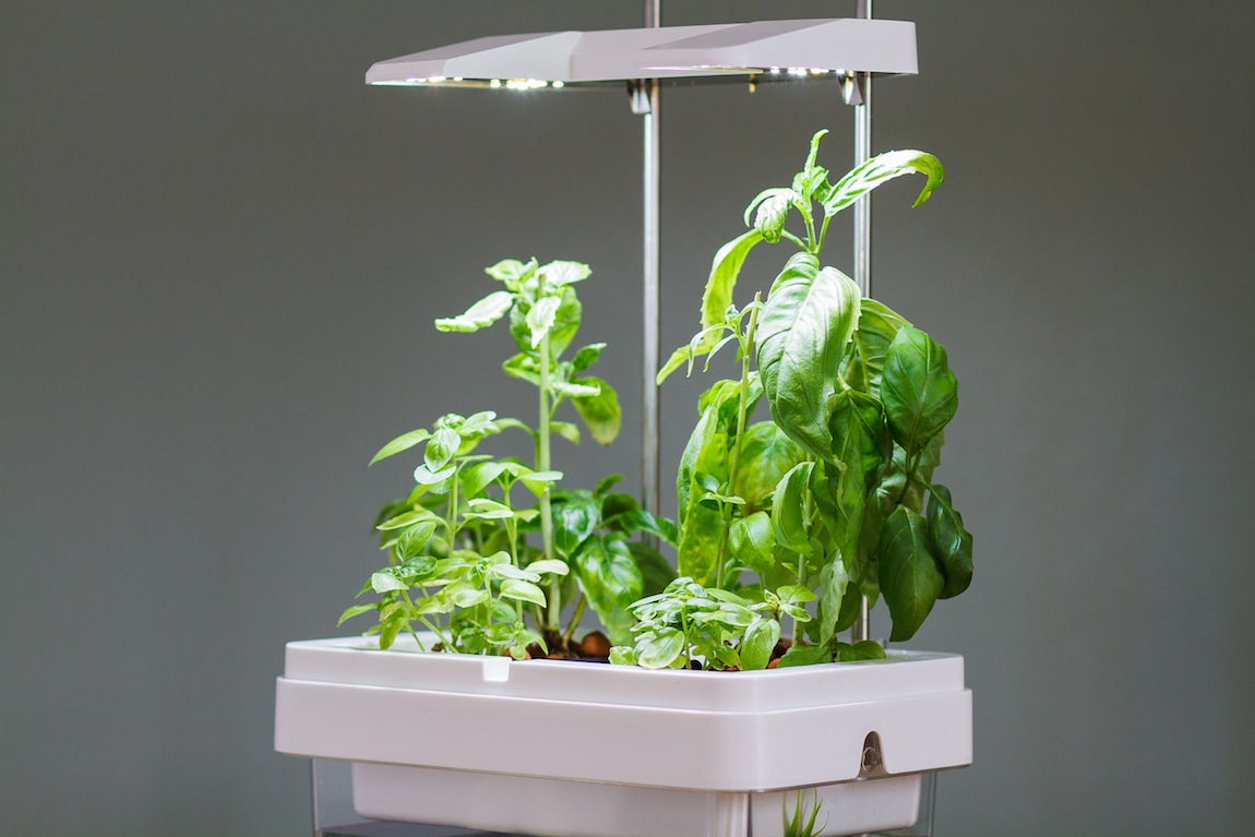 Vue de côté de l'aquarium potager de Citizenfarm détails Vue de côté de l'aquarium potager de Citizenfarm