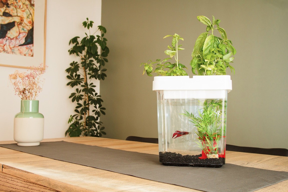 Aquarium potager Citizenfarm blanc avec poisson combattant Aquarium potager Citizenfarm blanc