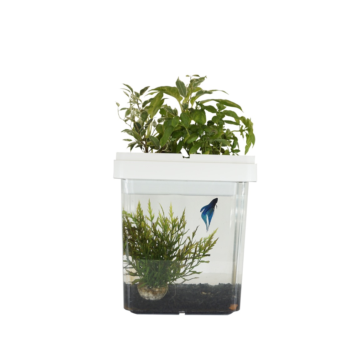 pot blanc Citizenfarm aquarium potager détouré pot blanc Citizenfarm aquarium potager