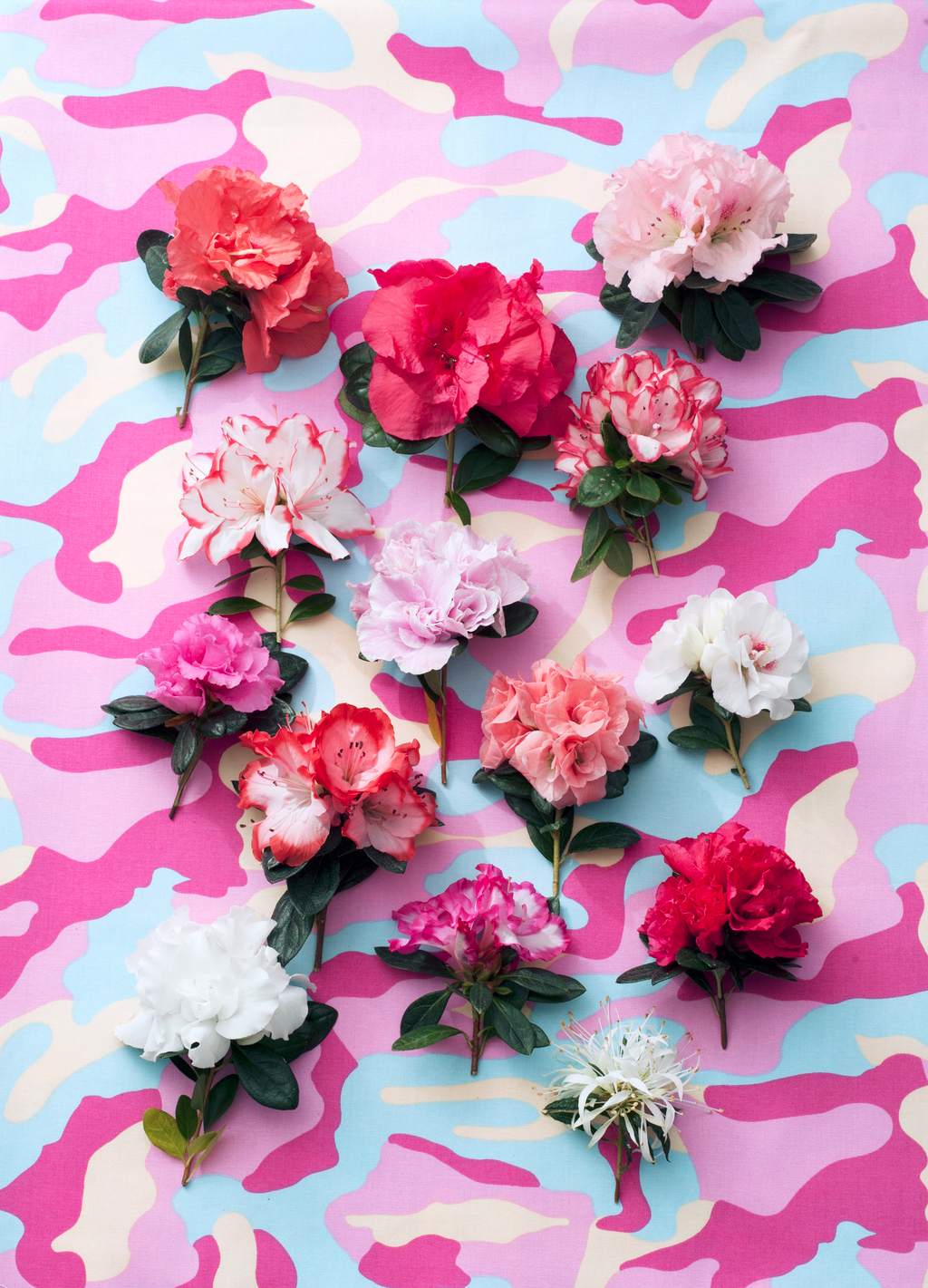 Détails d'azalée sur fond coloré Détails d'azalée