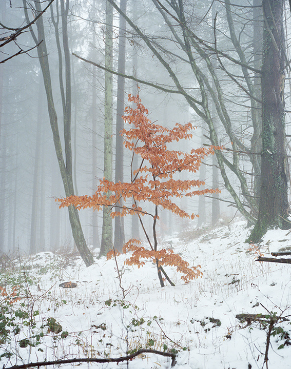 Des arbres en hiver à chaumont sur loire neige Des arbres en hiver à chaumont sur loire