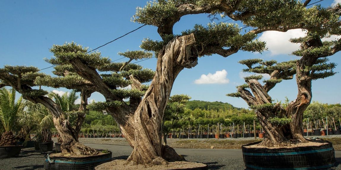 Allée dans les Pépinières Ripaud