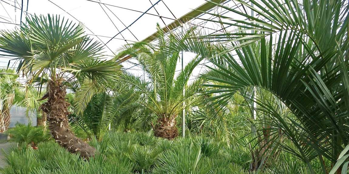 Les palmiers des pépinières ripaud