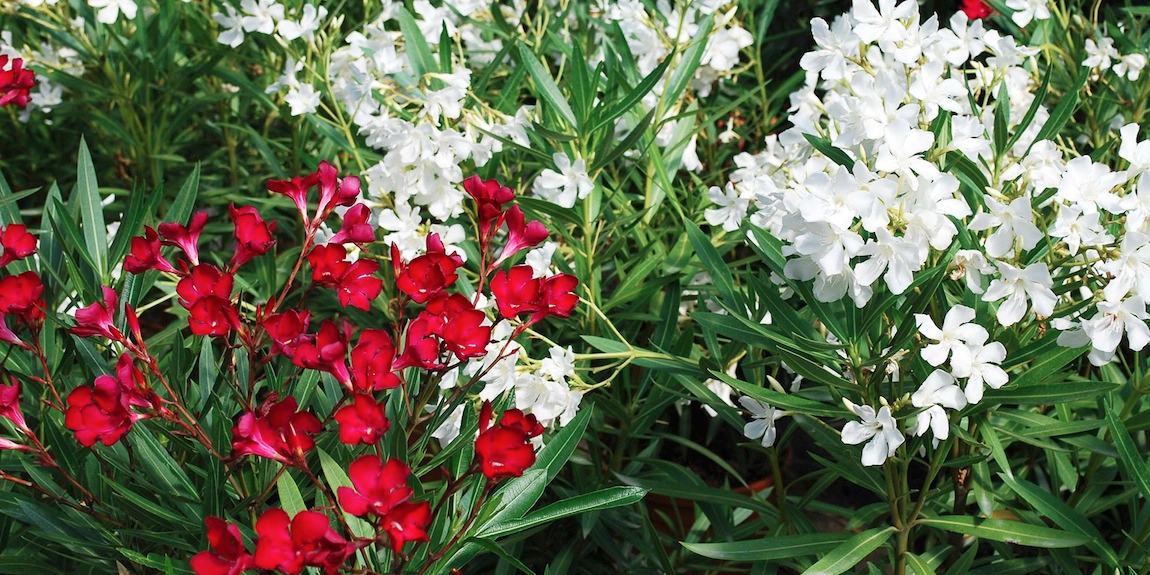 Pépinières Ripaud et les fleurs colorées