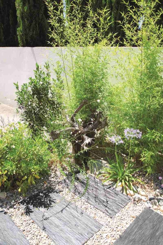 jardin urbain plantes